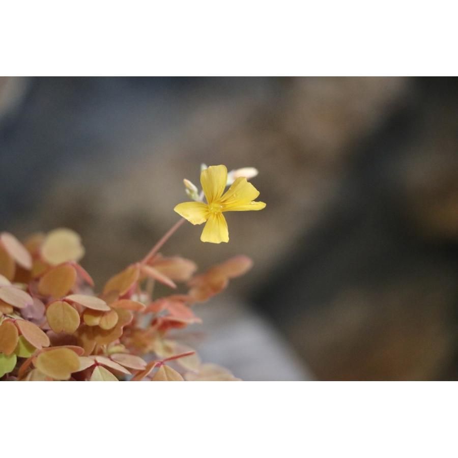 【花苗】オキザリス　黄昏　たそがれ　タグ付き ポットごと発送 美しい】 オキザリス 『黄昏～たそがれ～』 2.5寸ロングPOT