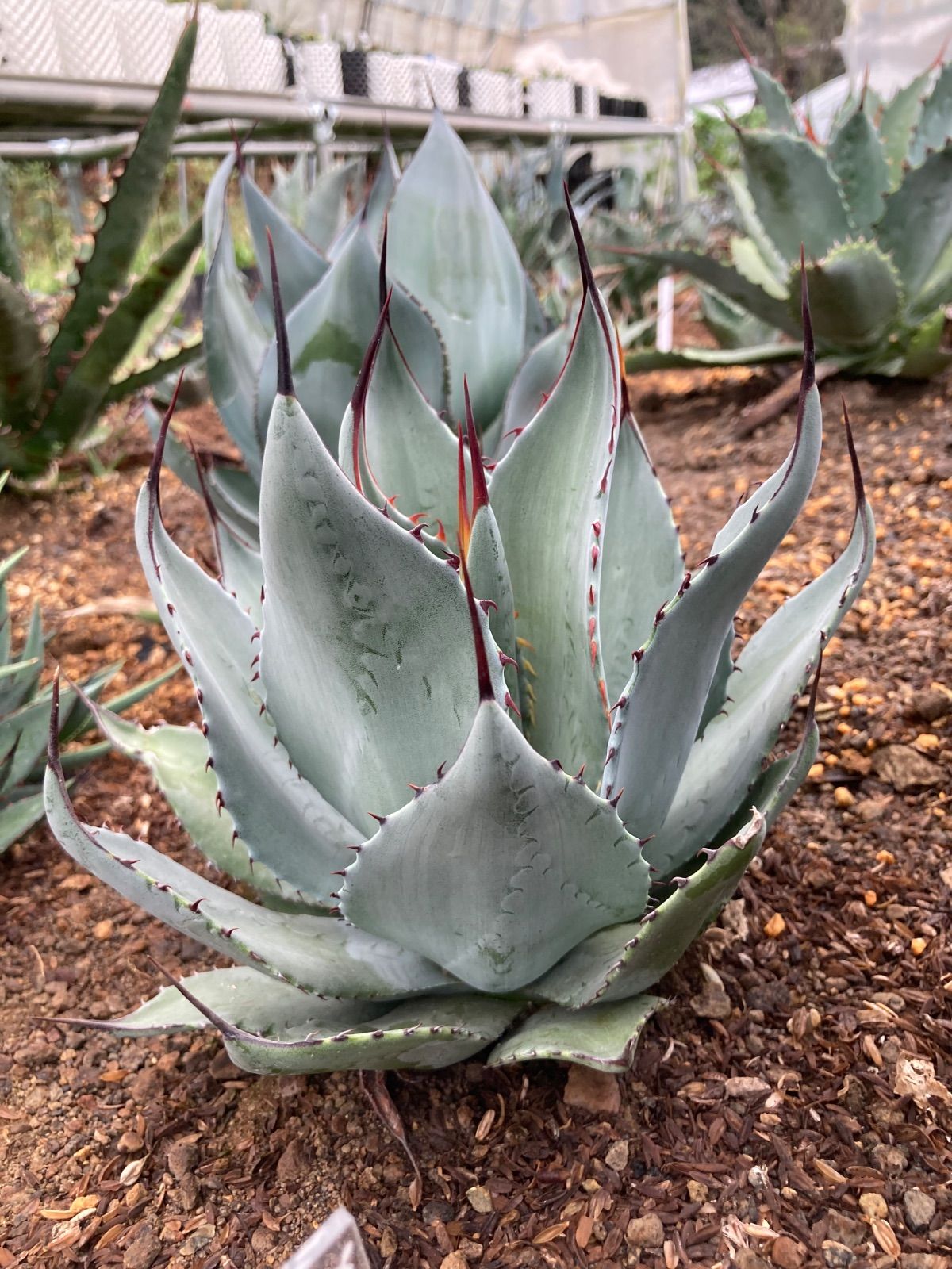 うねりタイプ 250912