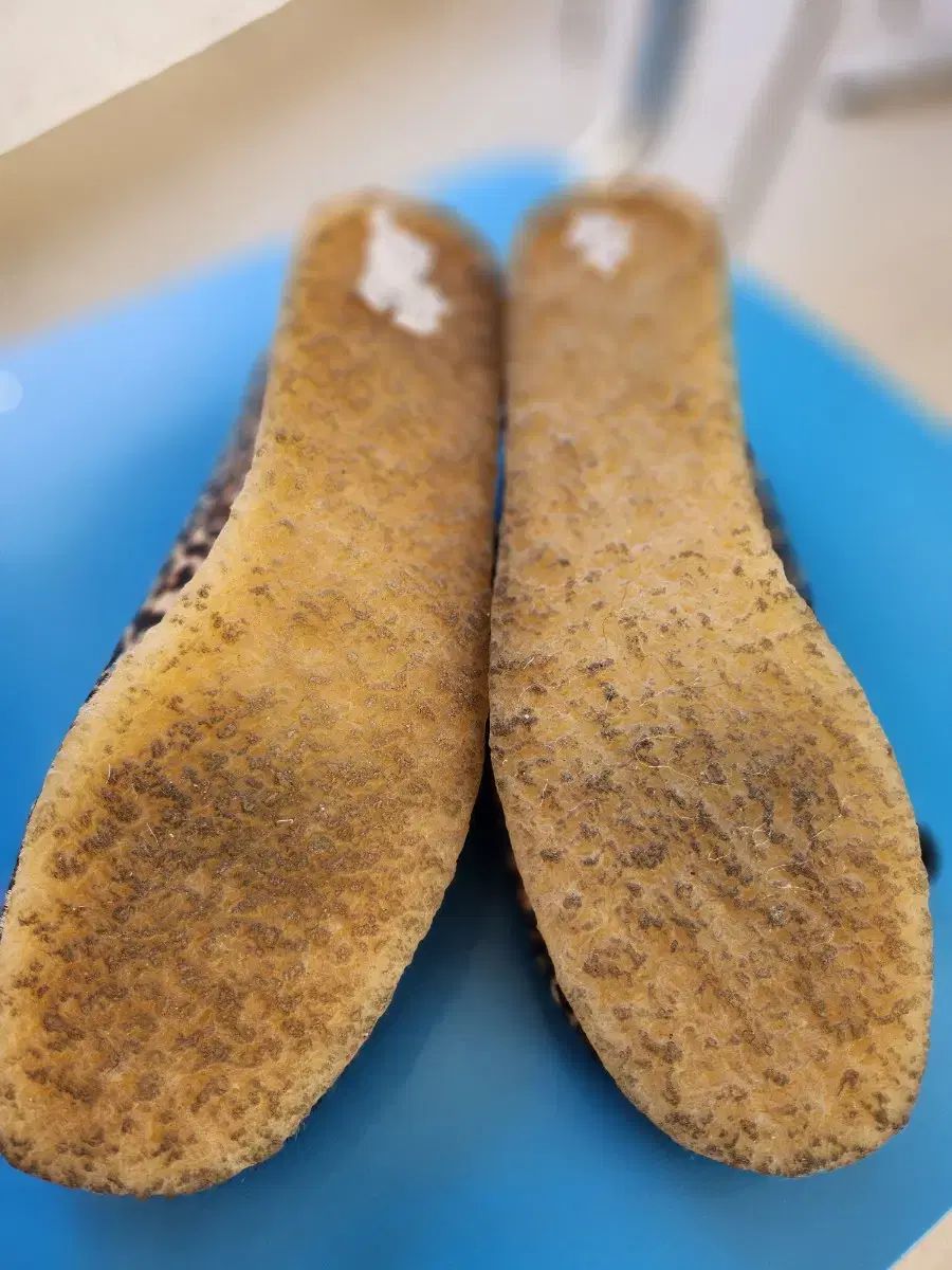 ワラビー ヒョウ柄