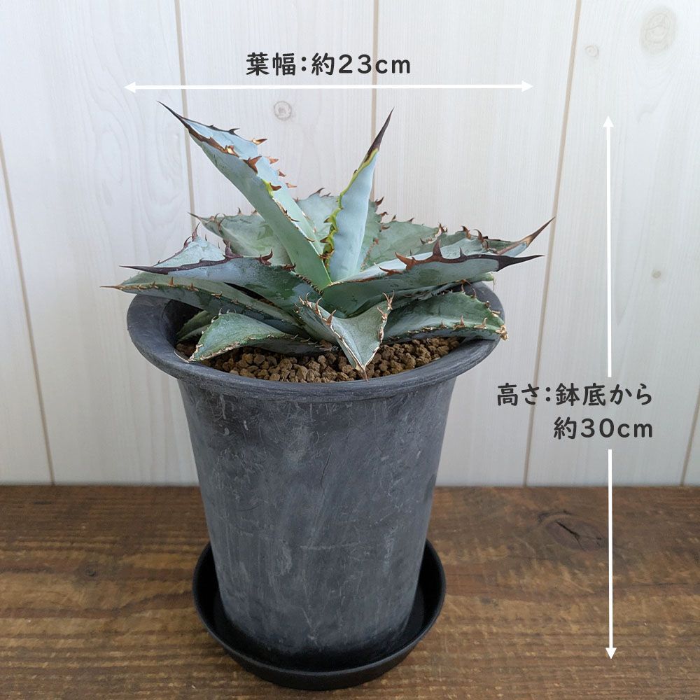 観葉植物 アガベ チタノタ 5号【現品】黒プラスチック鉢 多肉植物 受皿