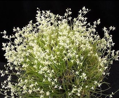 ☆洋蘭☆原種☆山野草☆Phymatidium tillandsioides☆フィマティ ☆洋蘭☆原種☆山野草☆Phymatidium tillandsioides☆フィマティ