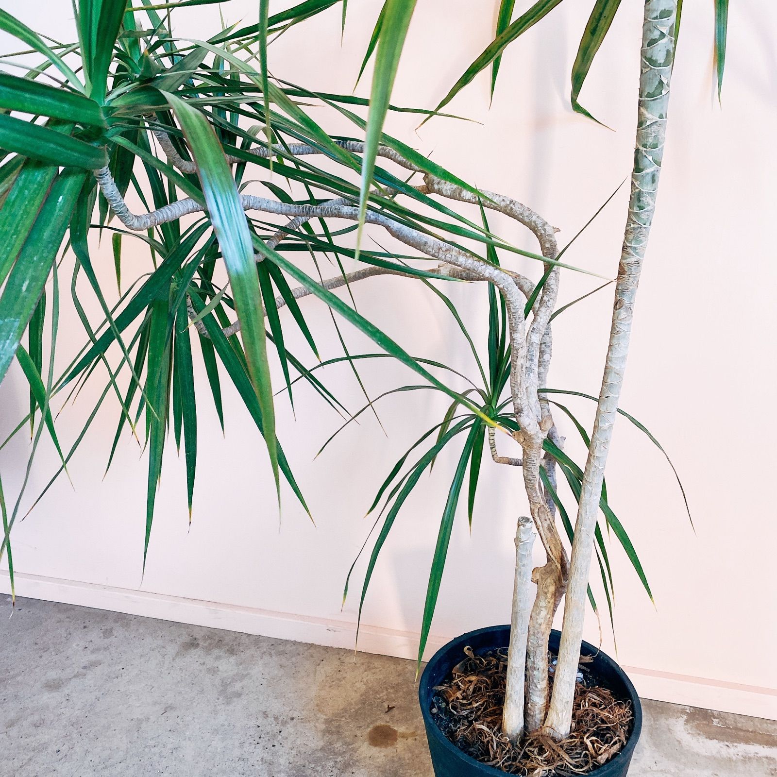 【けください】 観葉植物 真実の木:ドラセナ マジナータ*黒鉢 受皿付 バ...|遊恵盆栽 ポンパレモール店【ポンパレモール】 げてくださ