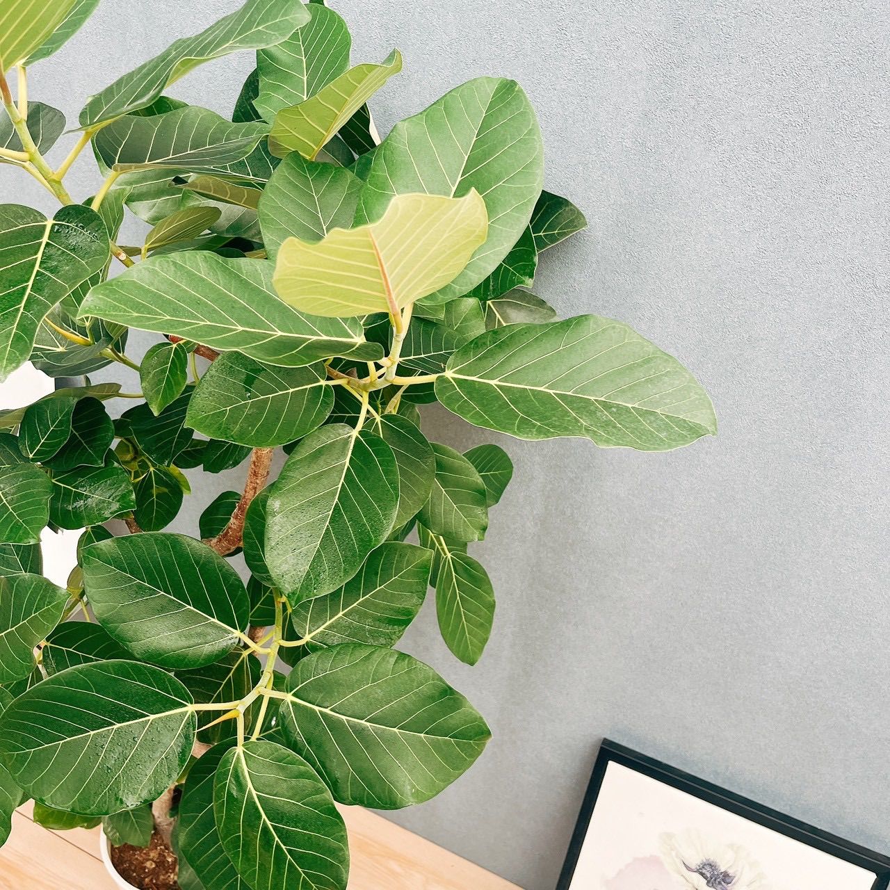 ［現品］【希少】☆おしゃれ☆ 13番 フィカス グランディス 曲がり 8号 観葉植物 室内 大型 レア ゴムの木