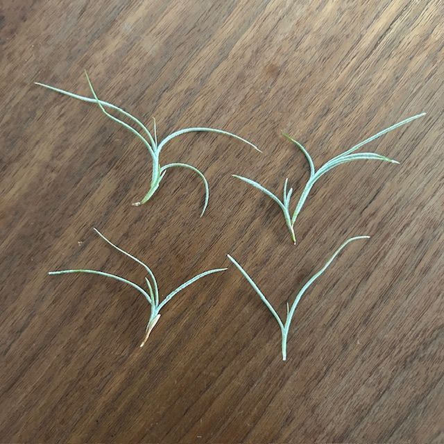 チランジア ロイテリ② (メルカリ便にてお届けします) チランジア ロイテリ② (メルカリ便にてお届けします)