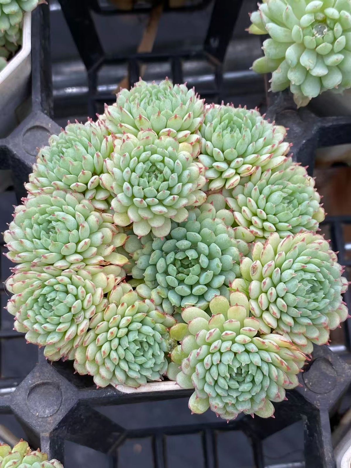 ZM1741×25 ヴィンセント カトー 抜き苗 多肉植物 アエオニウム エケベリア 韓国苗