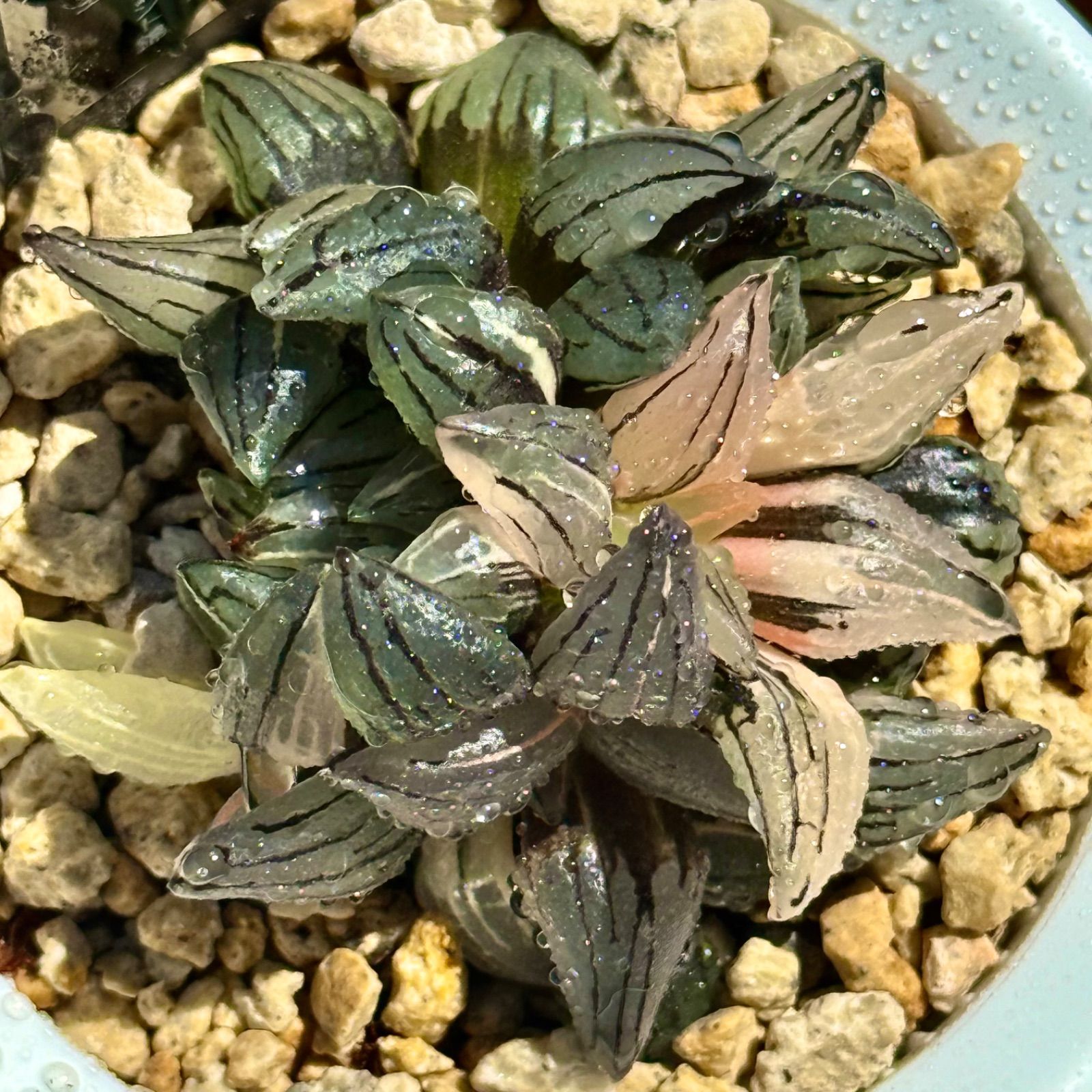 ハオルチア アトロフスカミュータント錦 - | mocono_plants 「アトロ