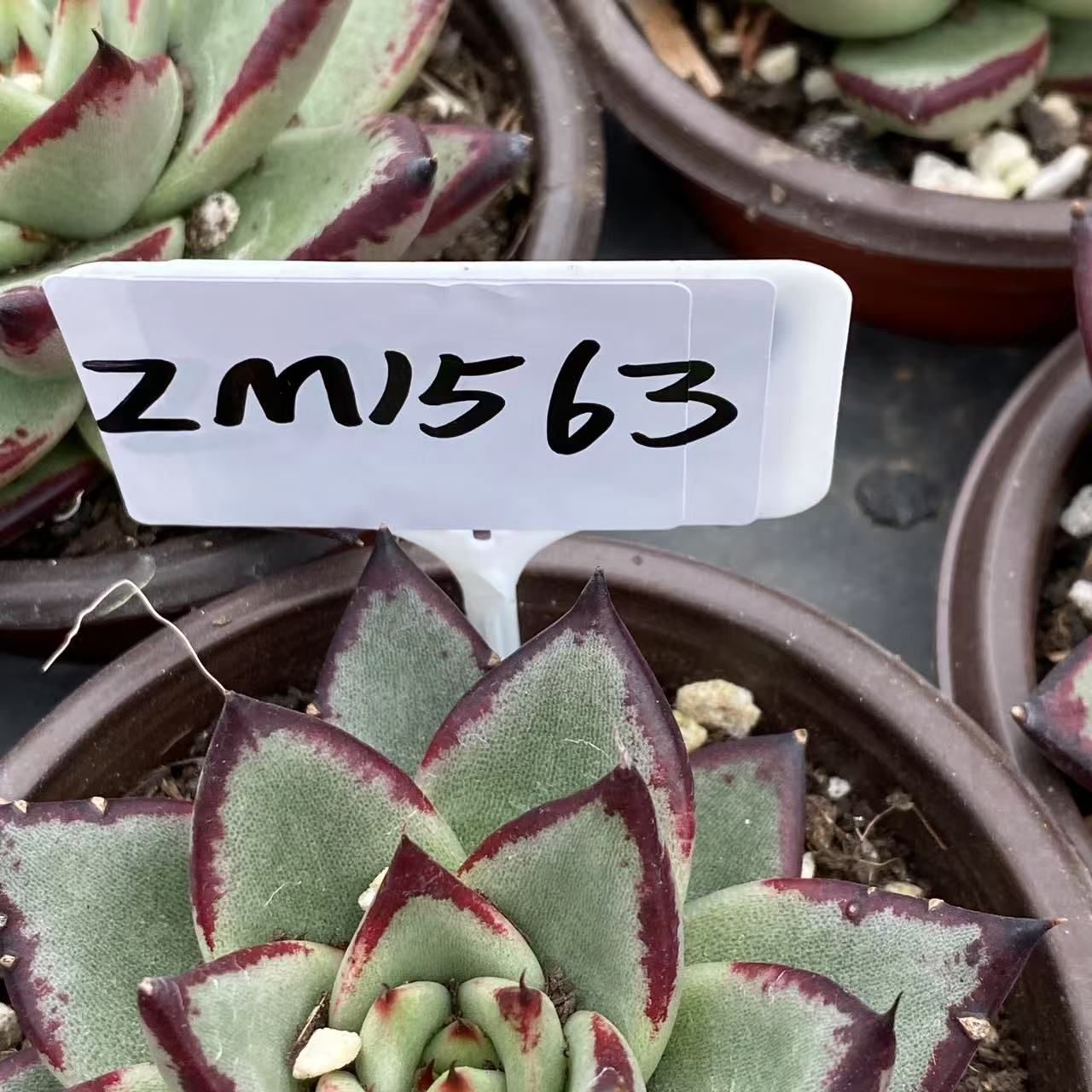 男*屋様 D679　ヘレー　抜き苗　30株　多肉植物 エケベリア 韓国苗 サボテ 多肉本舗 ＊多肉植物＊