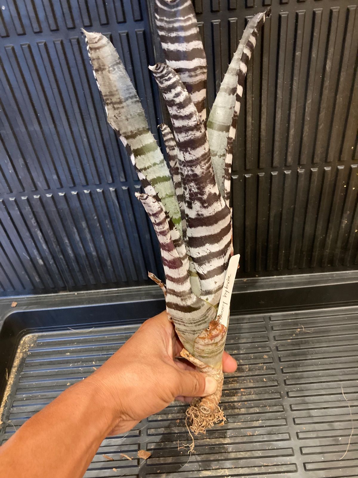 ブロメリア・エアープランツ Aechmea Black Ebony Aechmea chantinii Black Ebony 【artPLANTs】エクメア/タンク