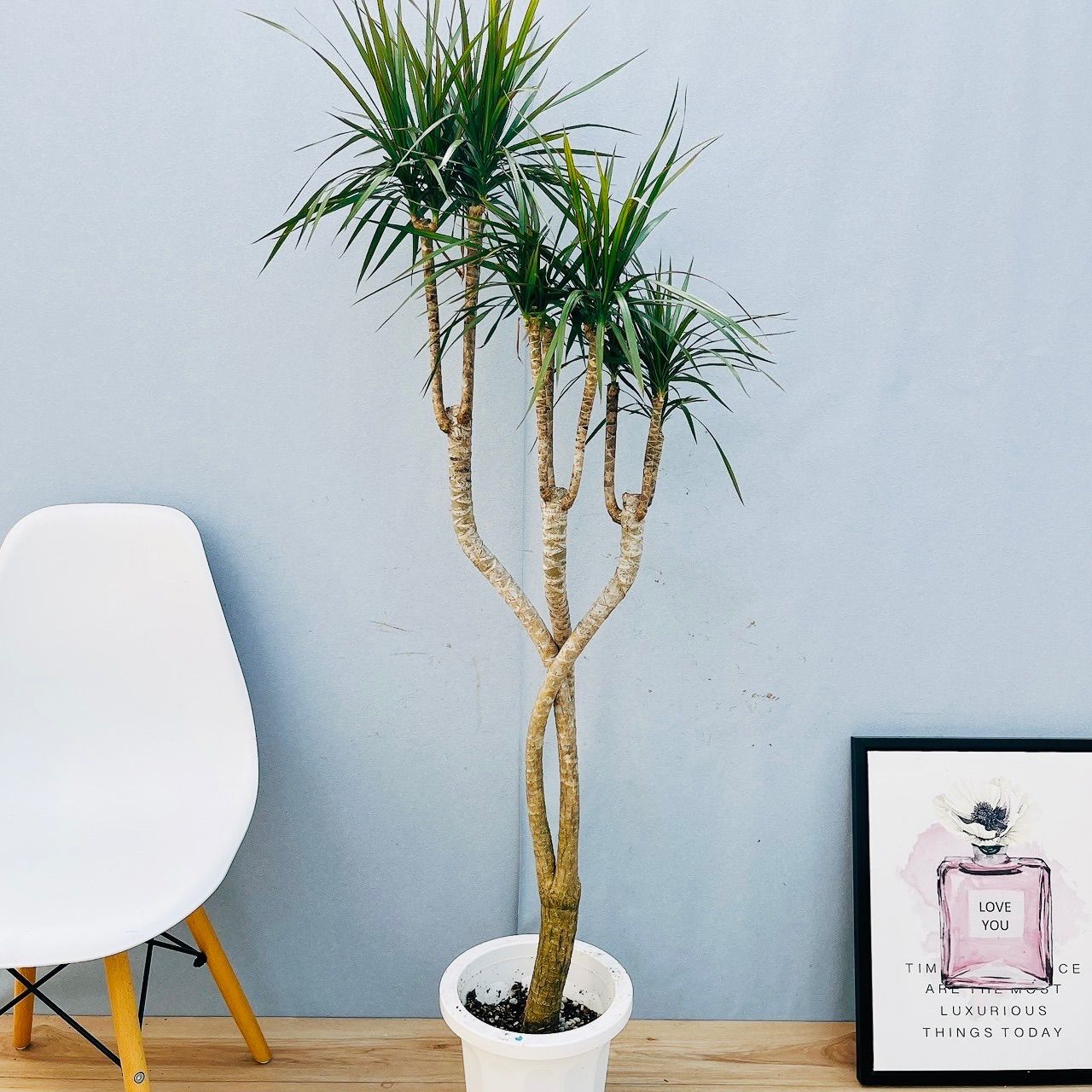 ［現品］18番　ドラセナ　コンシンネ　曲がり　8号　観葉植物　大型　室内 現品］18番 ドラセナ コンシンネ 曲がり 8号 観葉植物 大型 室内