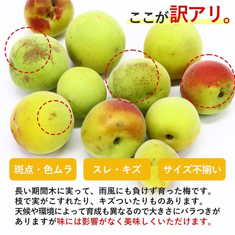 5月下旬から順次ご発送 梅