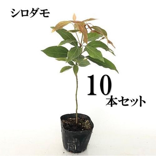 10本セット シロダモ樹高0.3m前後10.5cmポット