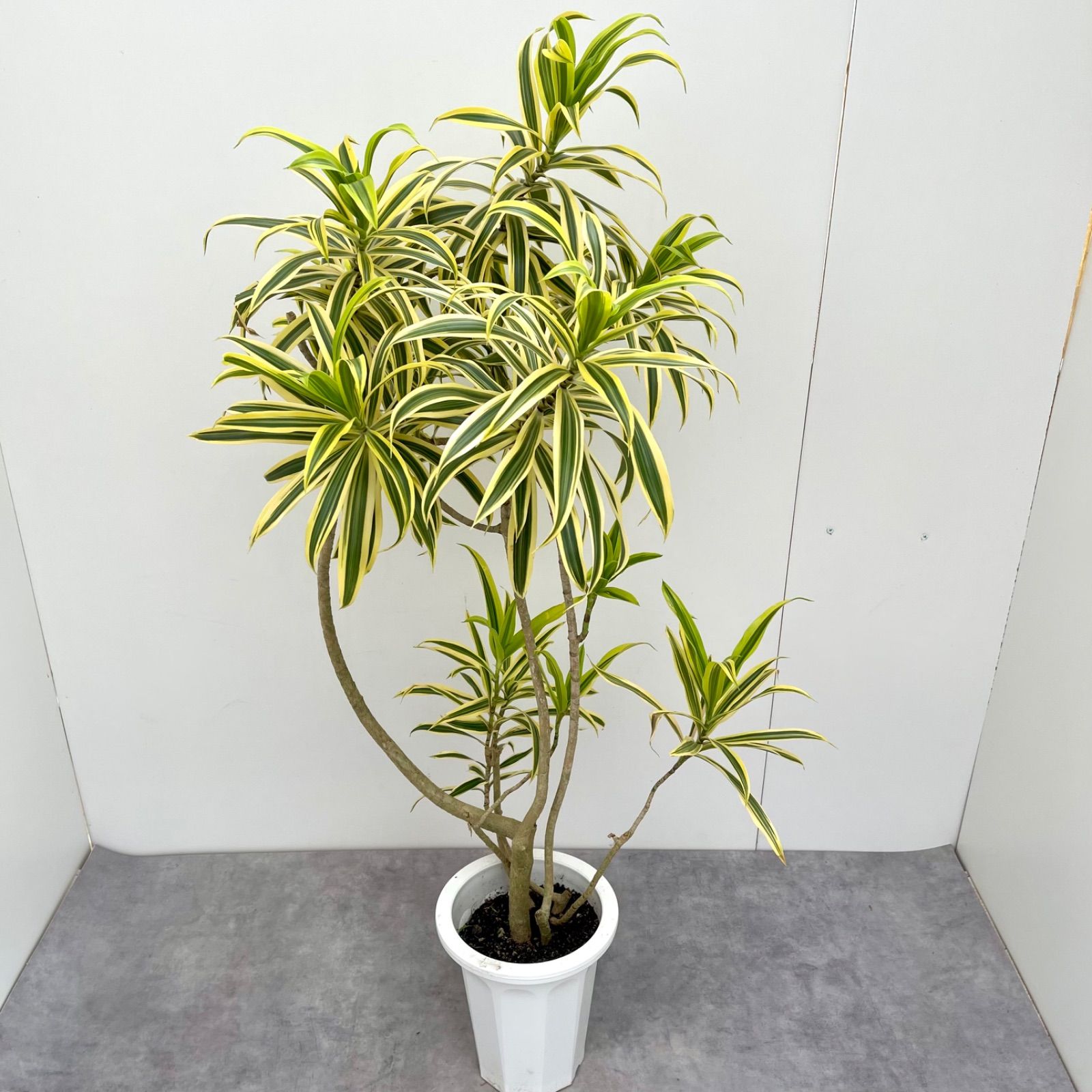ドラセナ リフレクサ ソングオブインディオ 12【現品】観葉植物