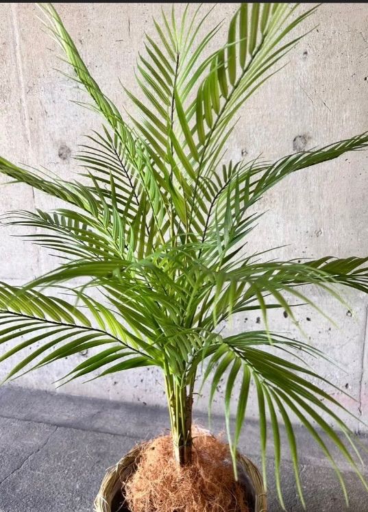 光触媒 人工観葉植物 ウォールグリーン コレクション フェイクグリーン