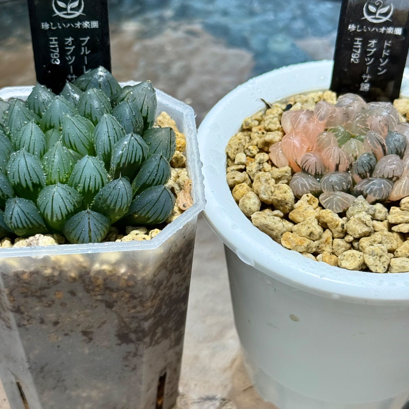 実生 アンボンゲンセ 超特大 美株 実生 アンボンゲンセ 超特大 美株 実生 アンボンゲンセ 超特大 美株