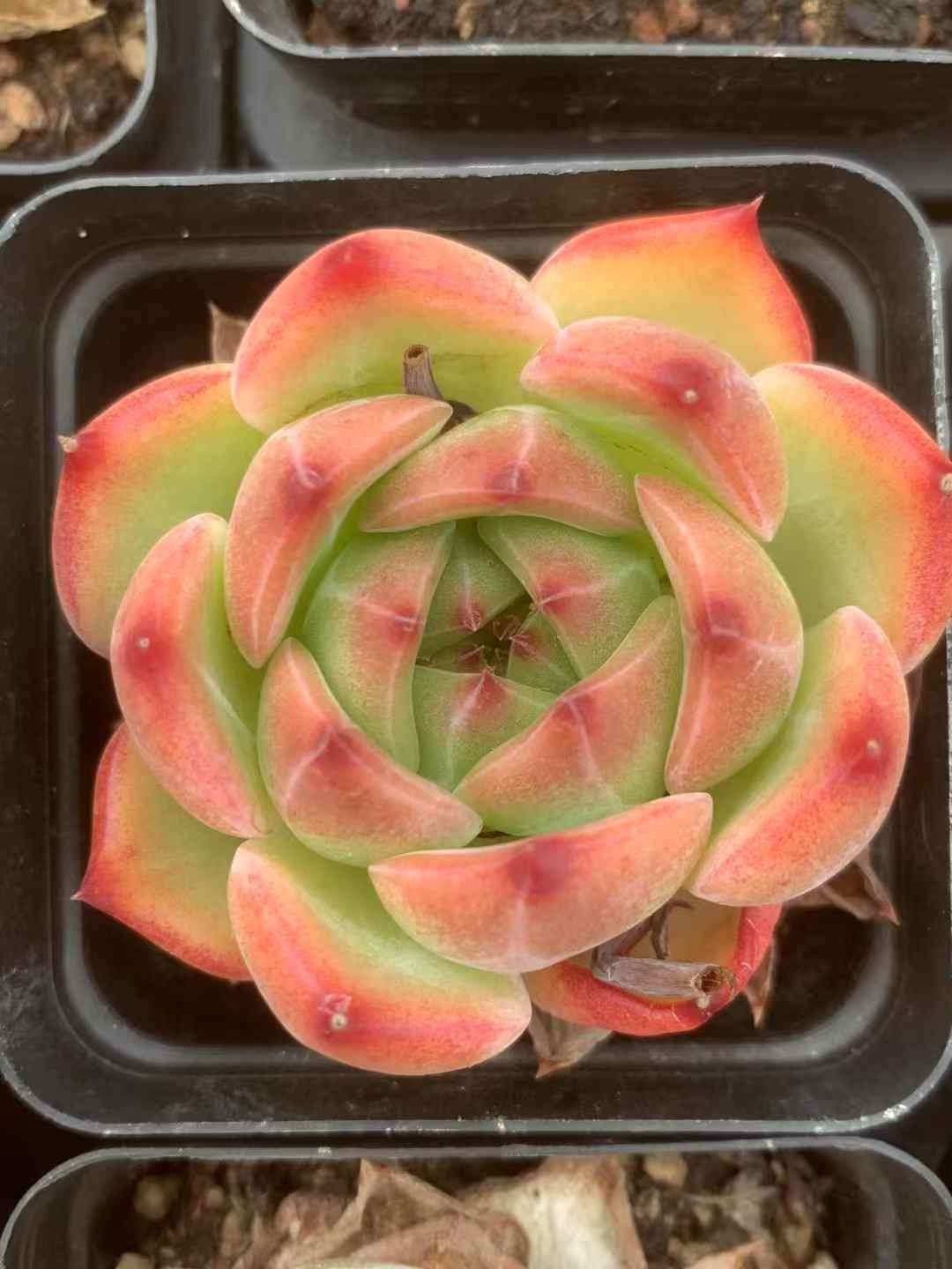 54株の抜き苗セット ブラッドクィーン 多肉植物 佐川急便発送 エケベリア 韓国苗 LX50