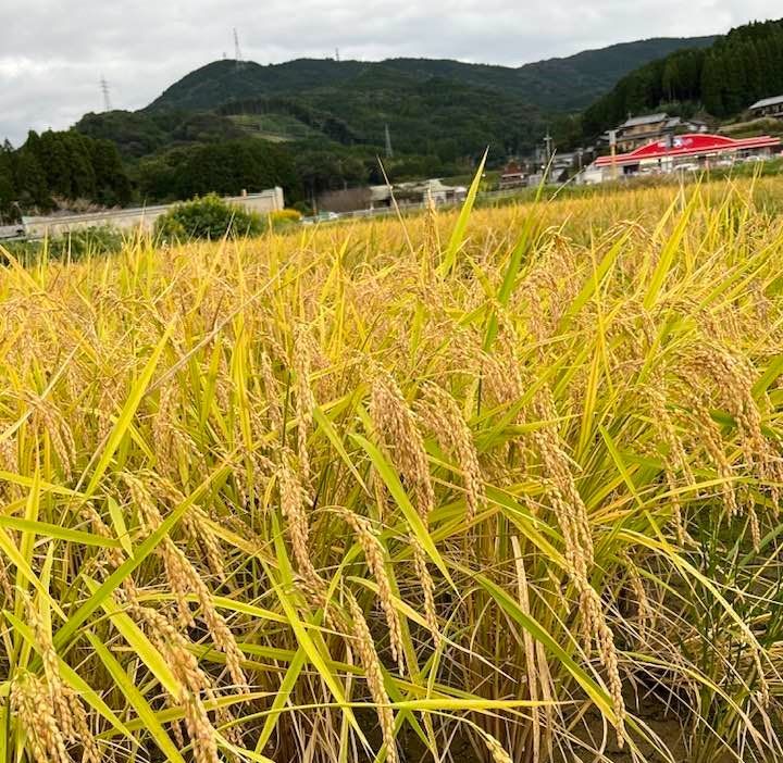 年始セール】自然栽培「豊コシヒカリ」精米 ２０ｋｇ - メルカリ