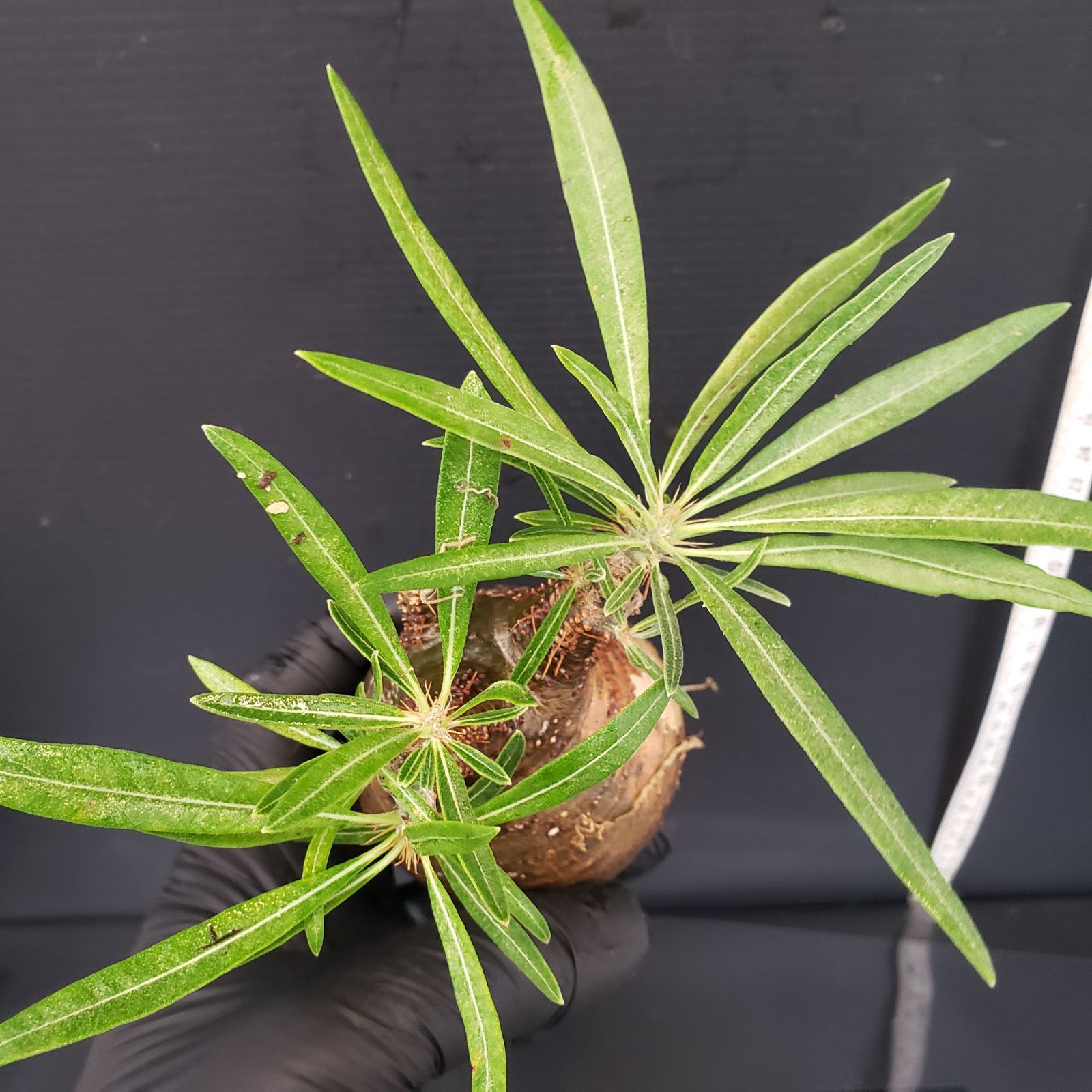 V275【自社養生発根株】Pachypodium グラキリス（SS）（現地球