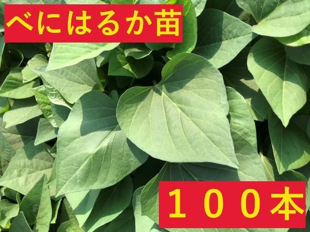 予約 発送時期5月下旬 さつまいも苗 100本 べにはるか 茨城県産