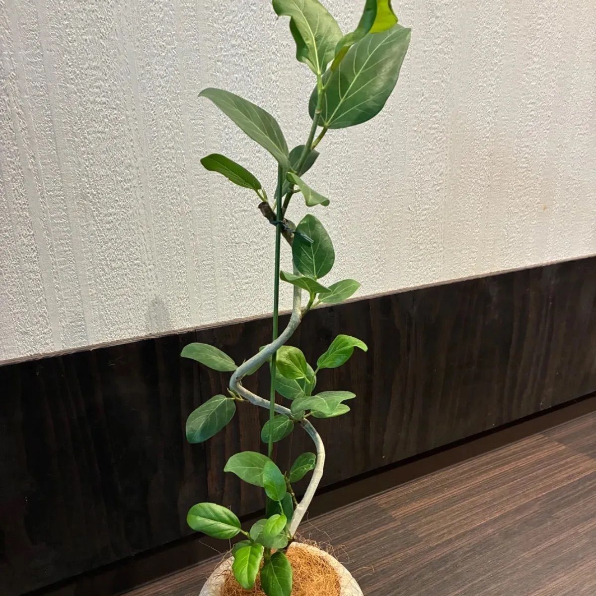 陰性水草の王様的存在Pink Variegata +ティアブルー