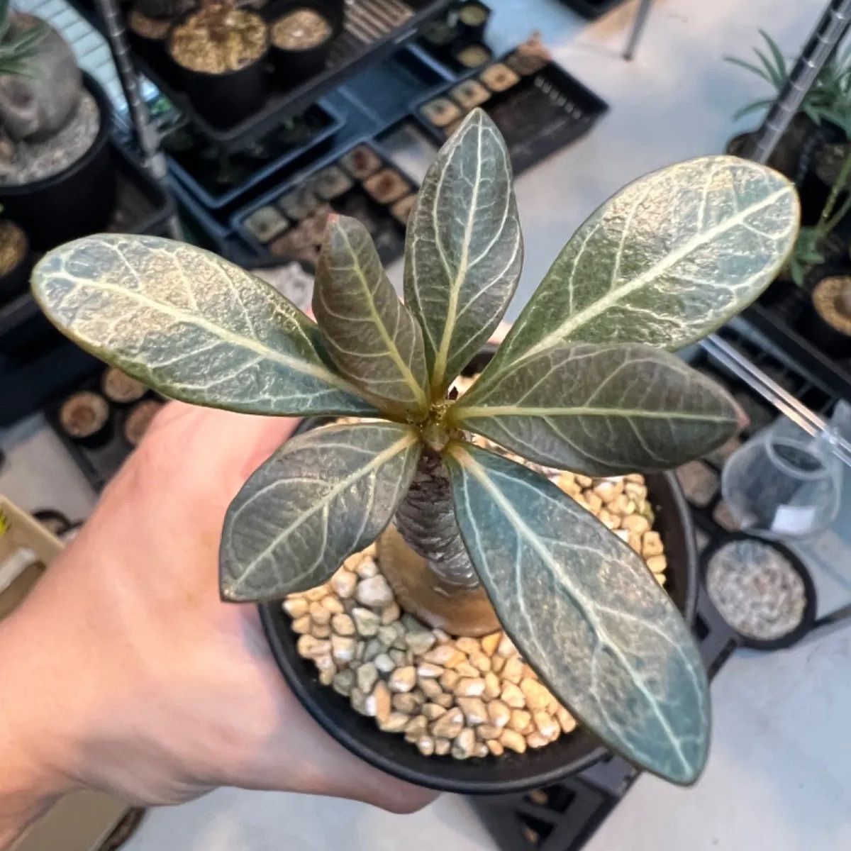アデニウム ソコトラナム Adenium socotranum 国内実生株 アデニウム