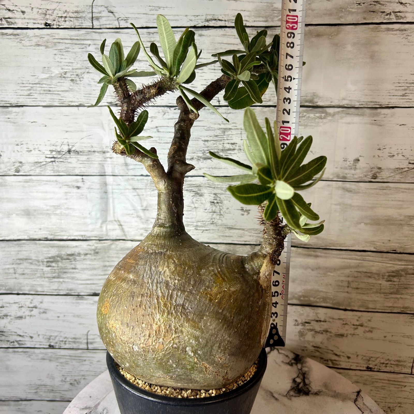 株のみ】パキポディウムグラキリス まん丸手乗りサイズ 【公式通販】