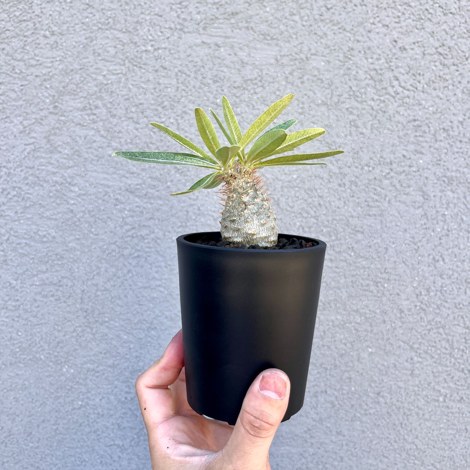 パキポディウムグラキリス 実生2 パキポディウム・グラキリス 実生株｜Pachypodium rosulatum var