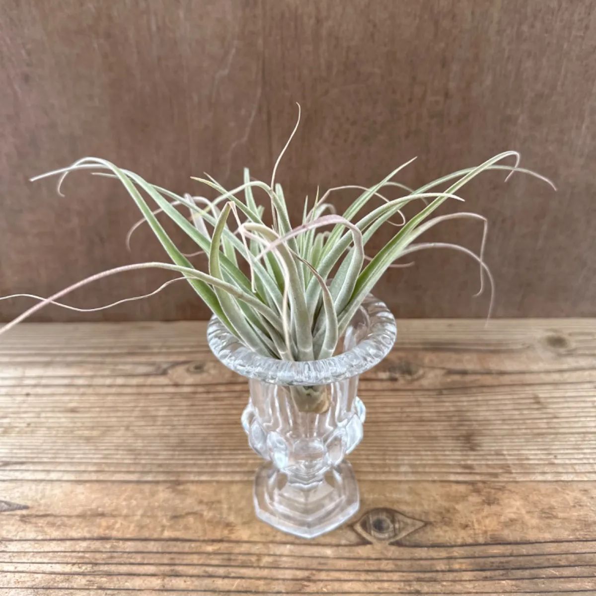 チランジア カピタータ グラス付き② 現品 Tillandsia capitata ティランジア エアプランツ エアープランツ カピタータ 観葉植物  観葉 植物 ガラスベース インテリア プレゼント おしゃれ 育てやすい - メルカリ