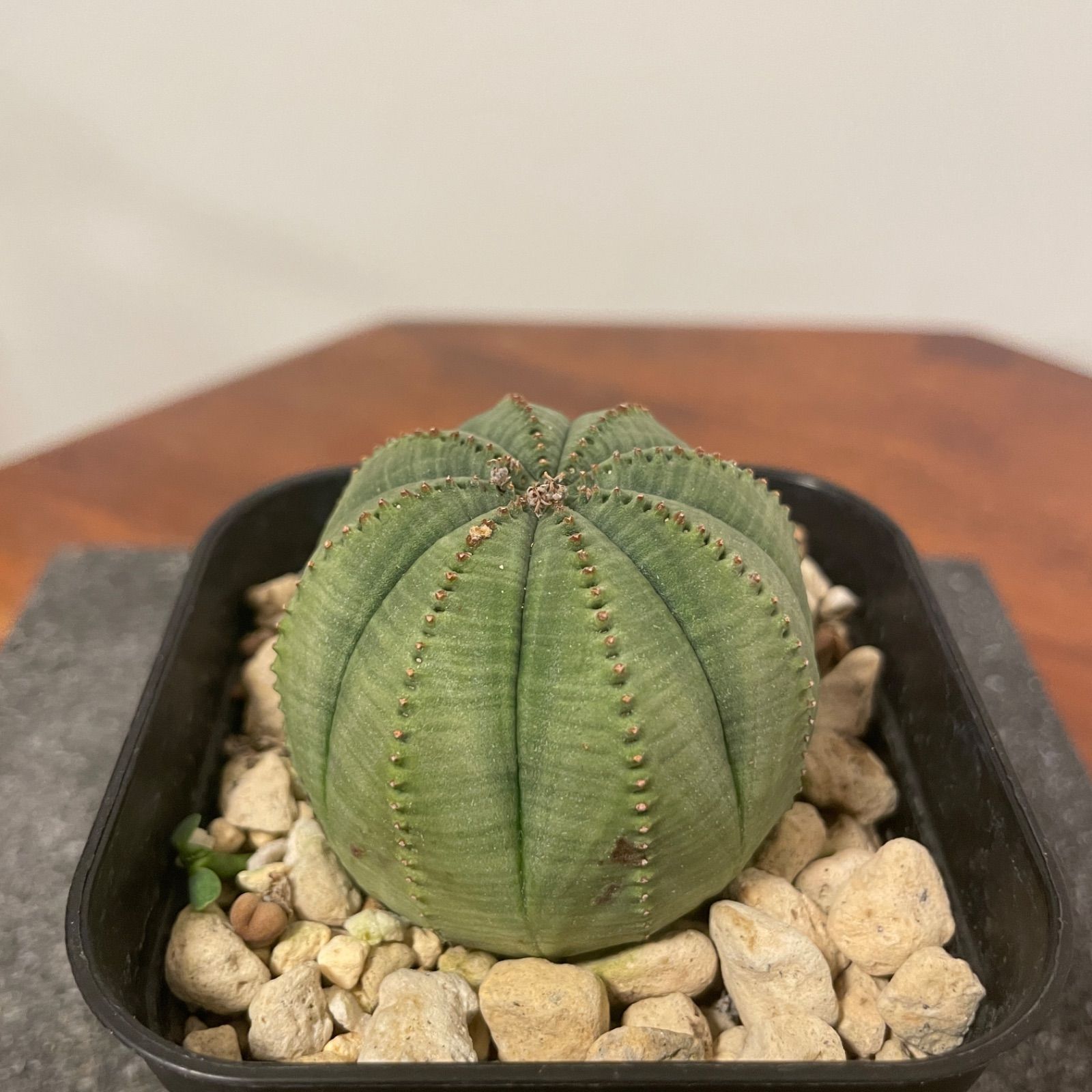 【メス株 4】Euphorbia Obesa ユーフォルビア オベサ イタリア産