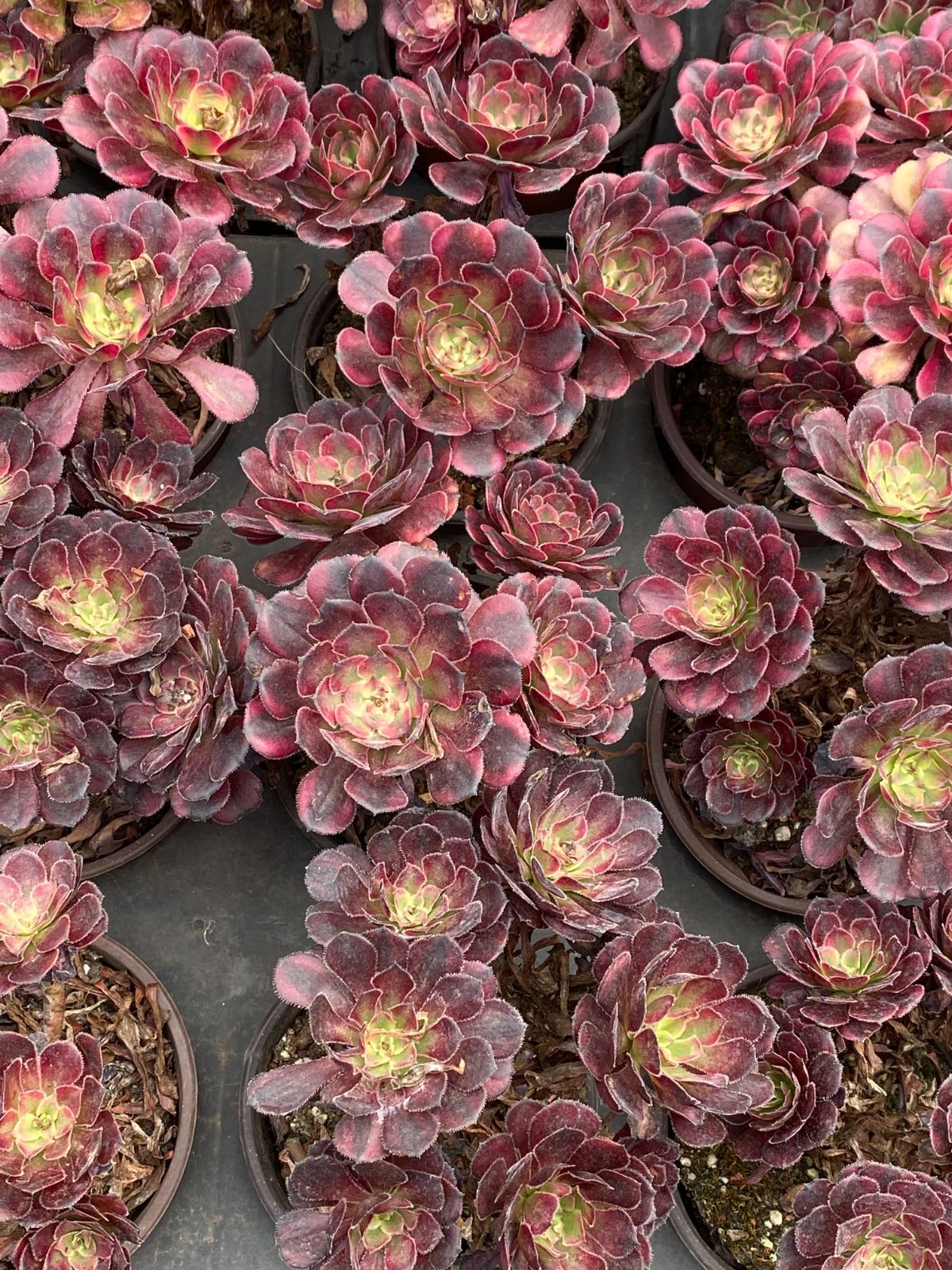 タイムセールも有。 ZM1737×16 コウガン 抜き苗 多肉植物 アエオニウム エケベリア 韓国苗