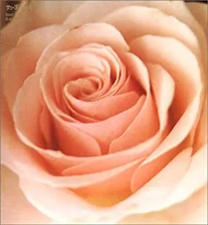 【新品未使用】サニーデイ・サービス『BEST FLOWER』LP 2025年最新】サニーデイサービス 魔法の人気アイテム - メルカリ