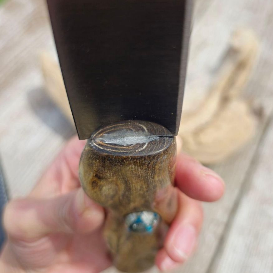 虹彩珊瑚のマキリ ペルシアンターコイズ