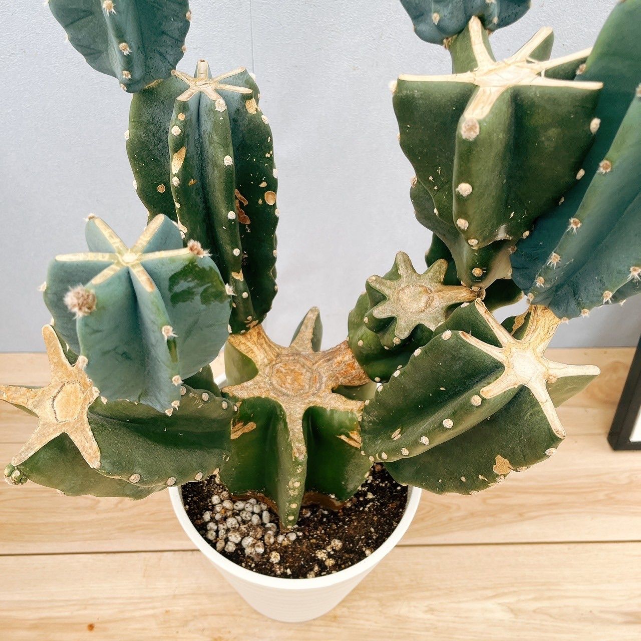 ハシラサボテン 観葉植物 ハシラサボテン・鬼面角 8号鉢植 幅 24 奥行