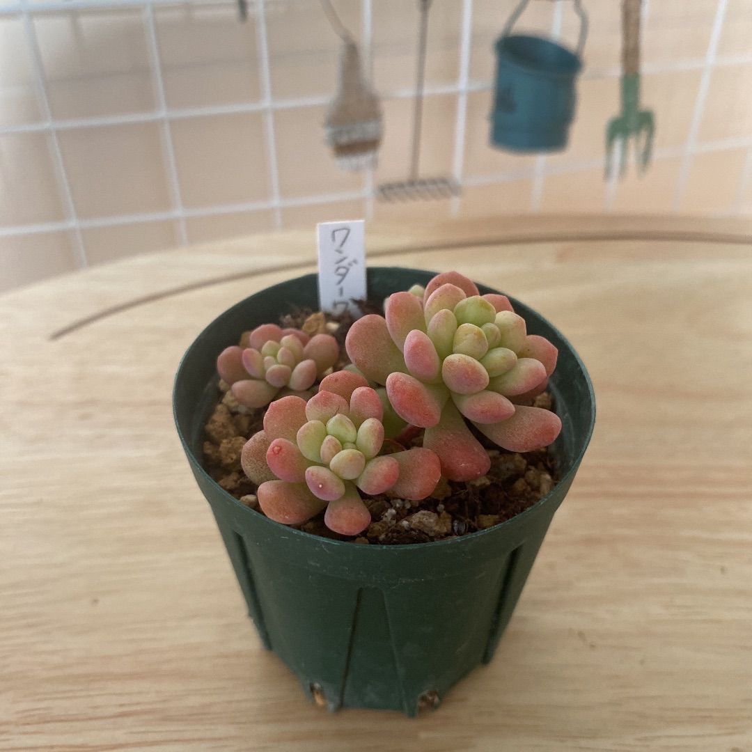 多肉植物ワンダーワンダー2 抜き苗 - メルカリ