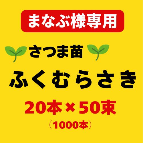 まなぶ様 ふくむらさき 令和7年度 切り苗 登録品種 PVP ウィルスフリー苗 1000本 50束