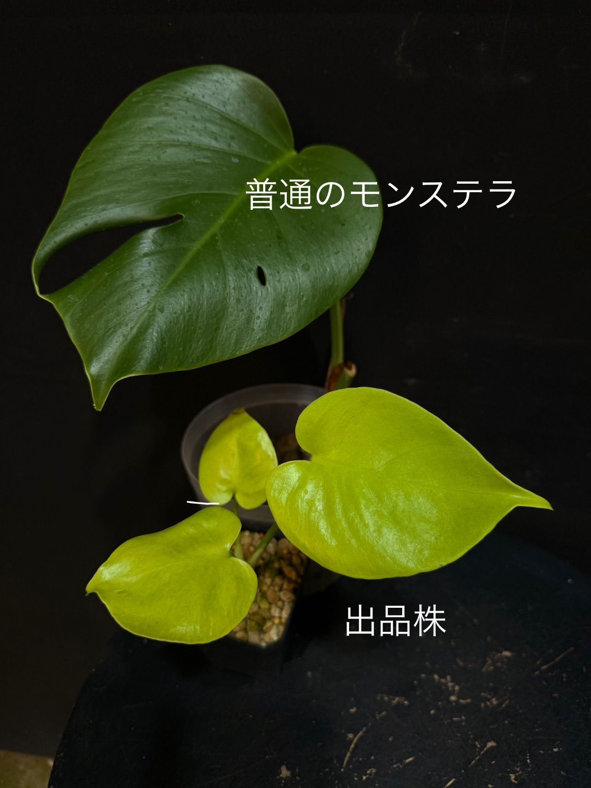 新種】Monstera deliciosa Gold leaf モンステラデリシオーサ