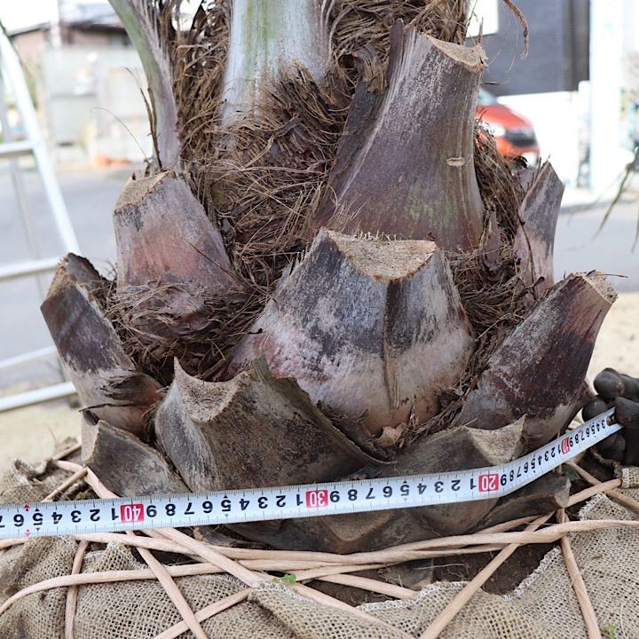 極太幹】ココスヤシ ココスヤシ 幹極太 シルバーリーフ 極上の品 即