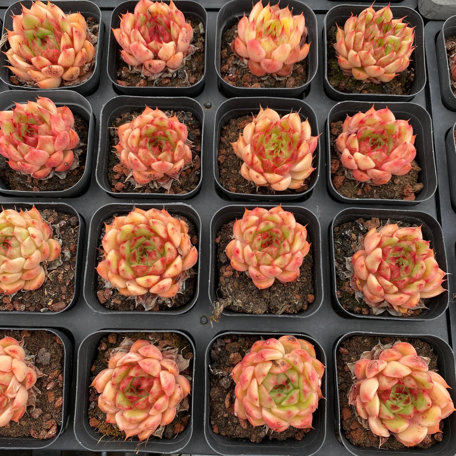 ベ*コ様 C2040×35株 ジプシー錦 抜き苗 多肉植物 エケベリア サボテン ベ*コ様 C2040×35株 ジプシー錦 抜き苗 多肉植物 エケベリア