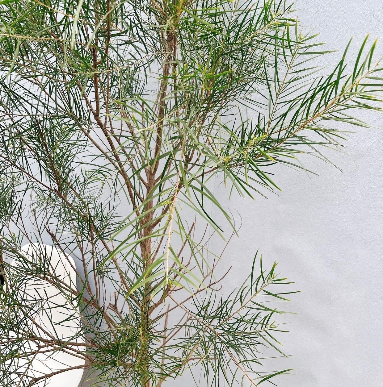 アカシア　フロリバンダ　/ 567 アカシア フロリバンダ / 567 アカシア・フロリバンダ 5号