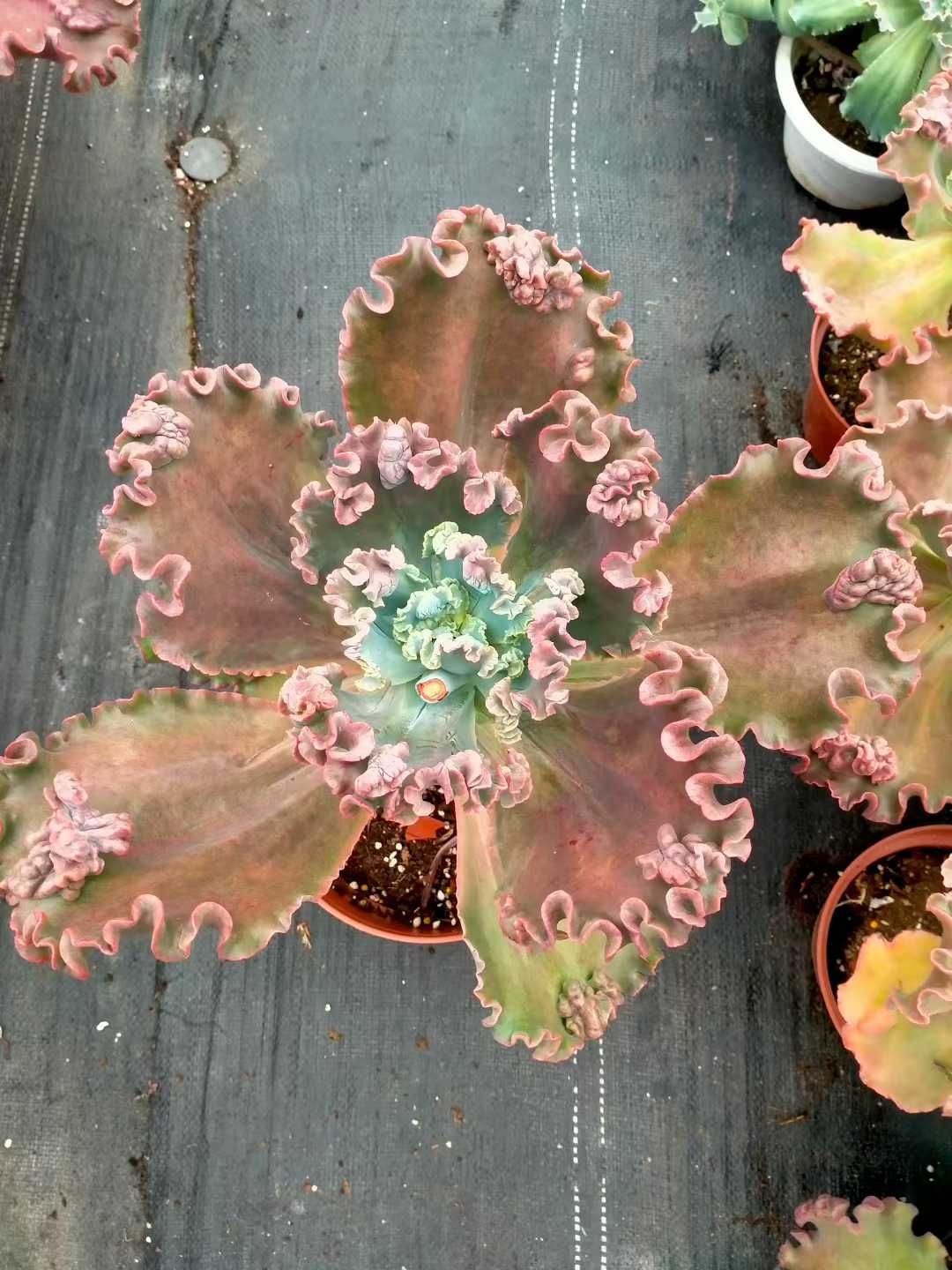 新発売 8株セット エケベリア・バロンボールド 抜き苗 多肉植物 佐川