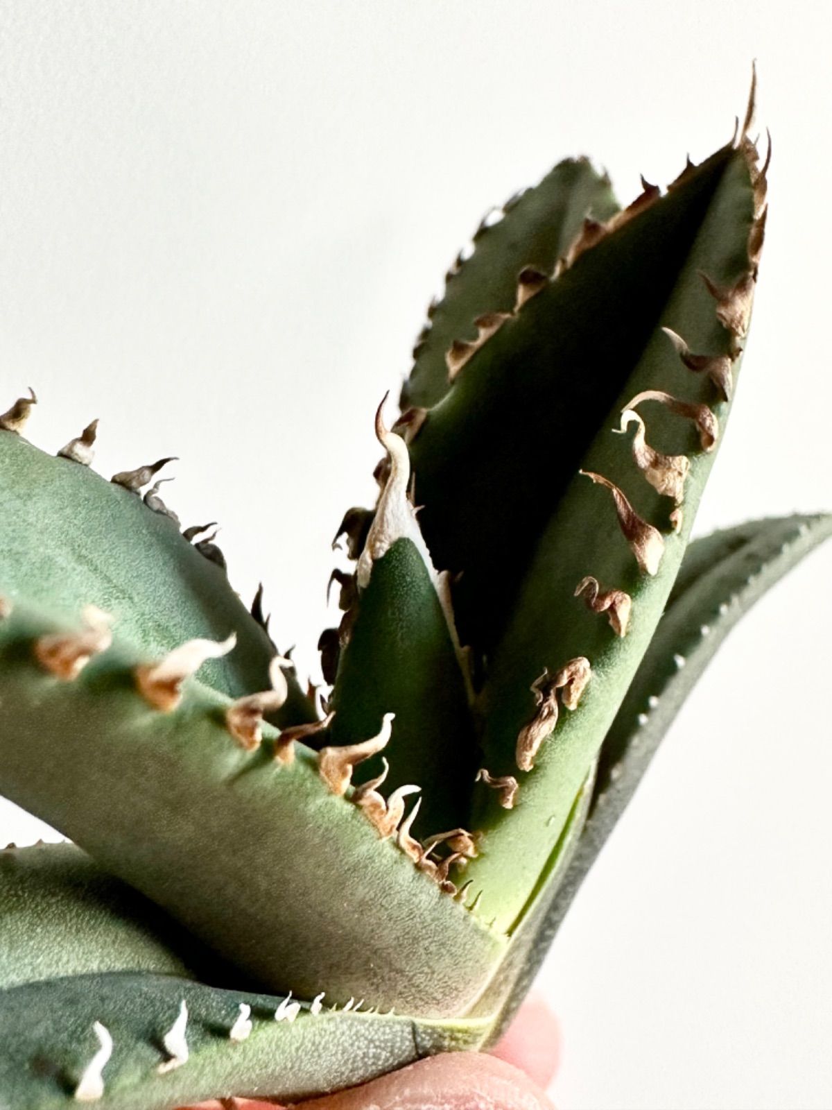 goodtaniku】アガベ メリクロン白豪刺 1ヶ月馴化済 ※補償つき アガベ 