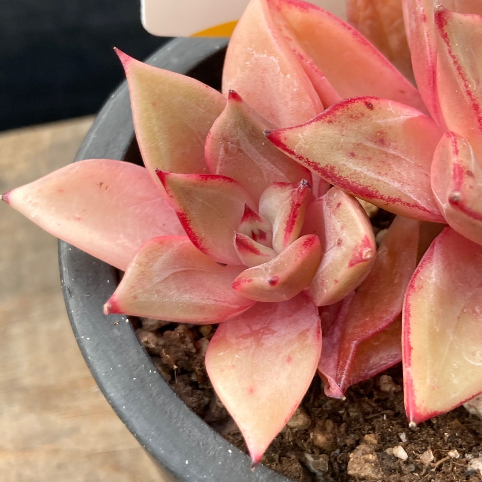 新入荷｜送料込】エケべリア 韓国苗 ルナ イエロータイプ｜チャン