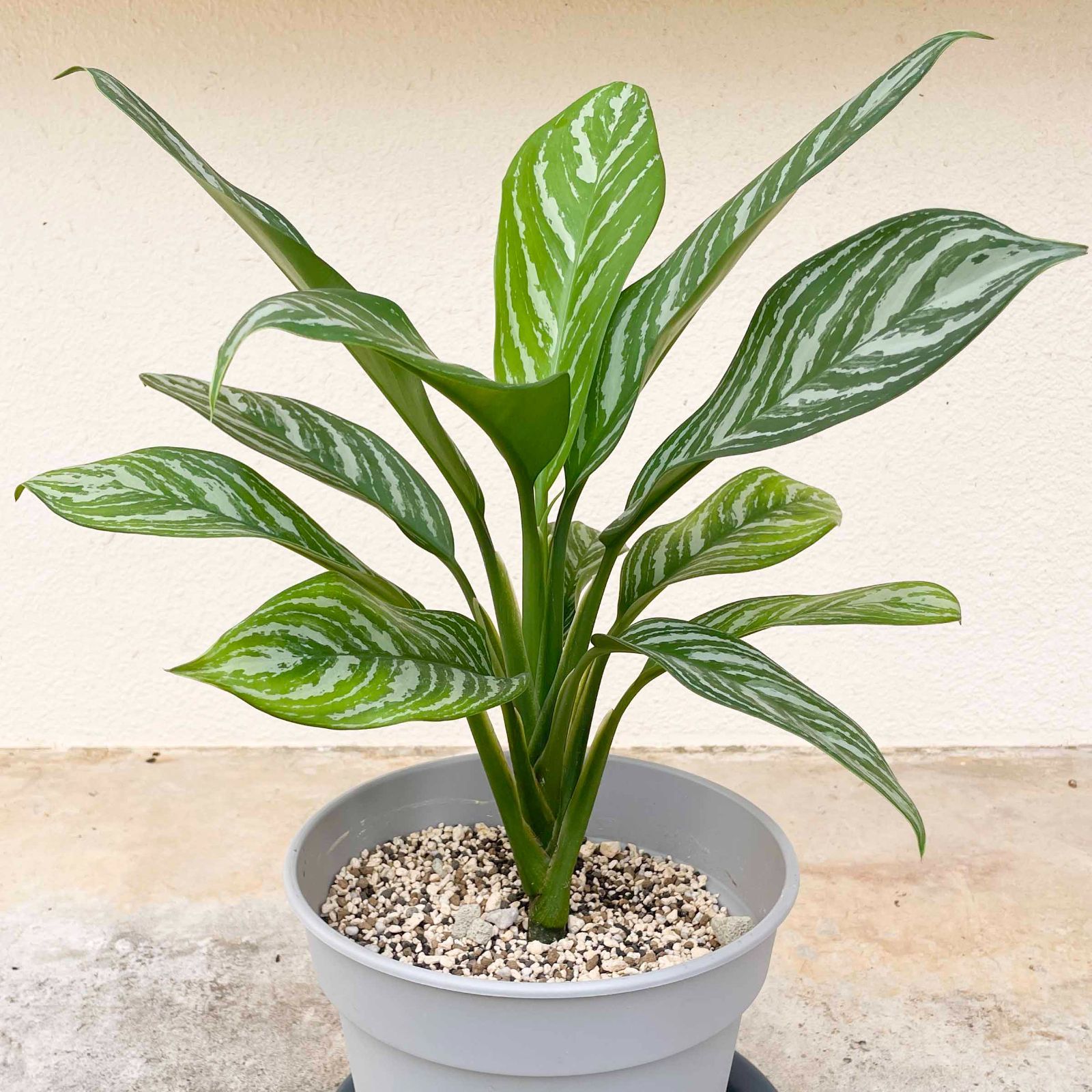 アグラオネマ ニティドゥム カーティシー Aglaonema Nitidum Curtisii - メルカリ