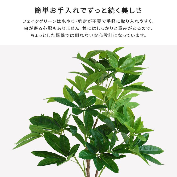 パキラ