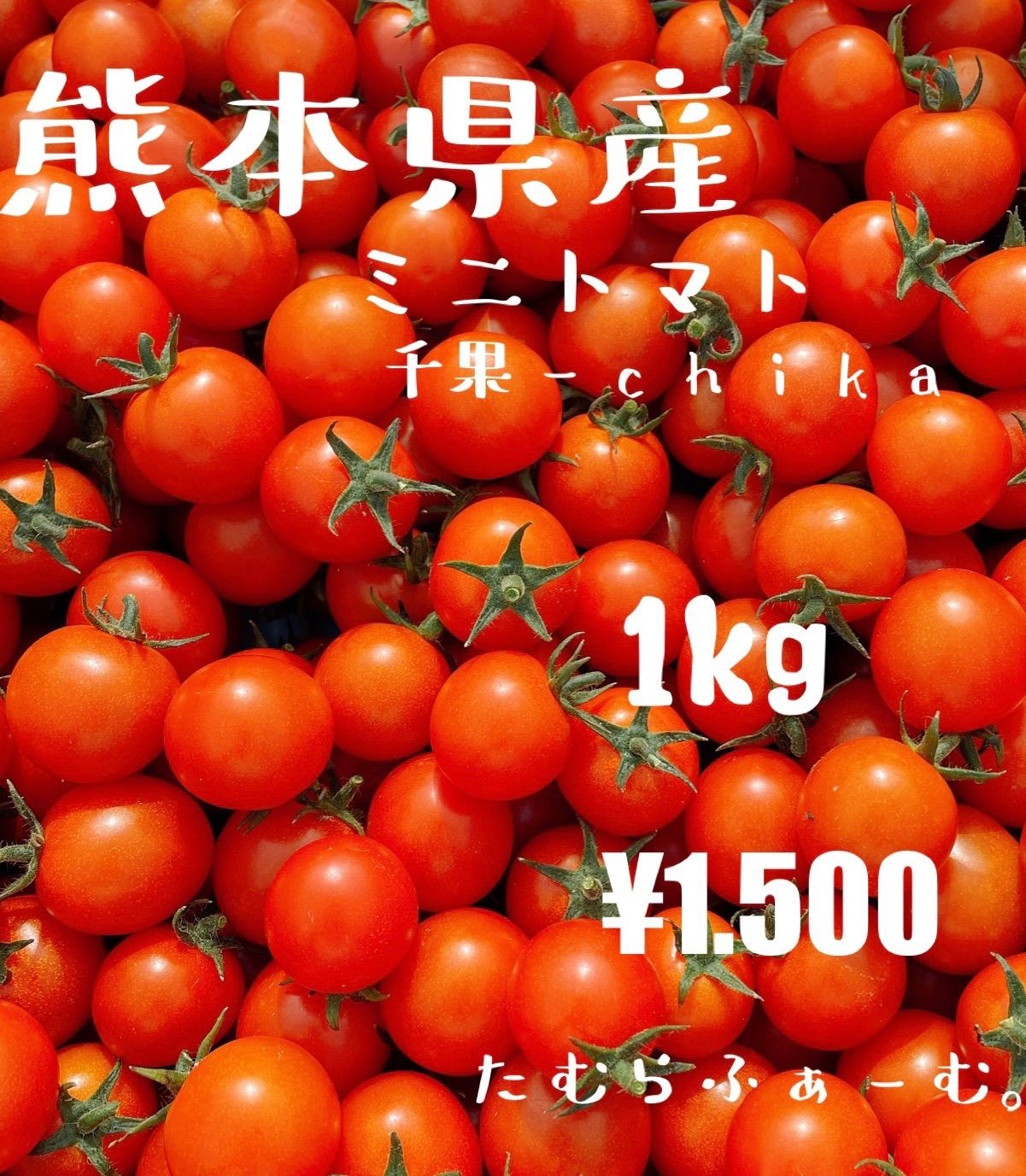 ミニトマト　１ｋｇ　熊本県産　農家直送-0