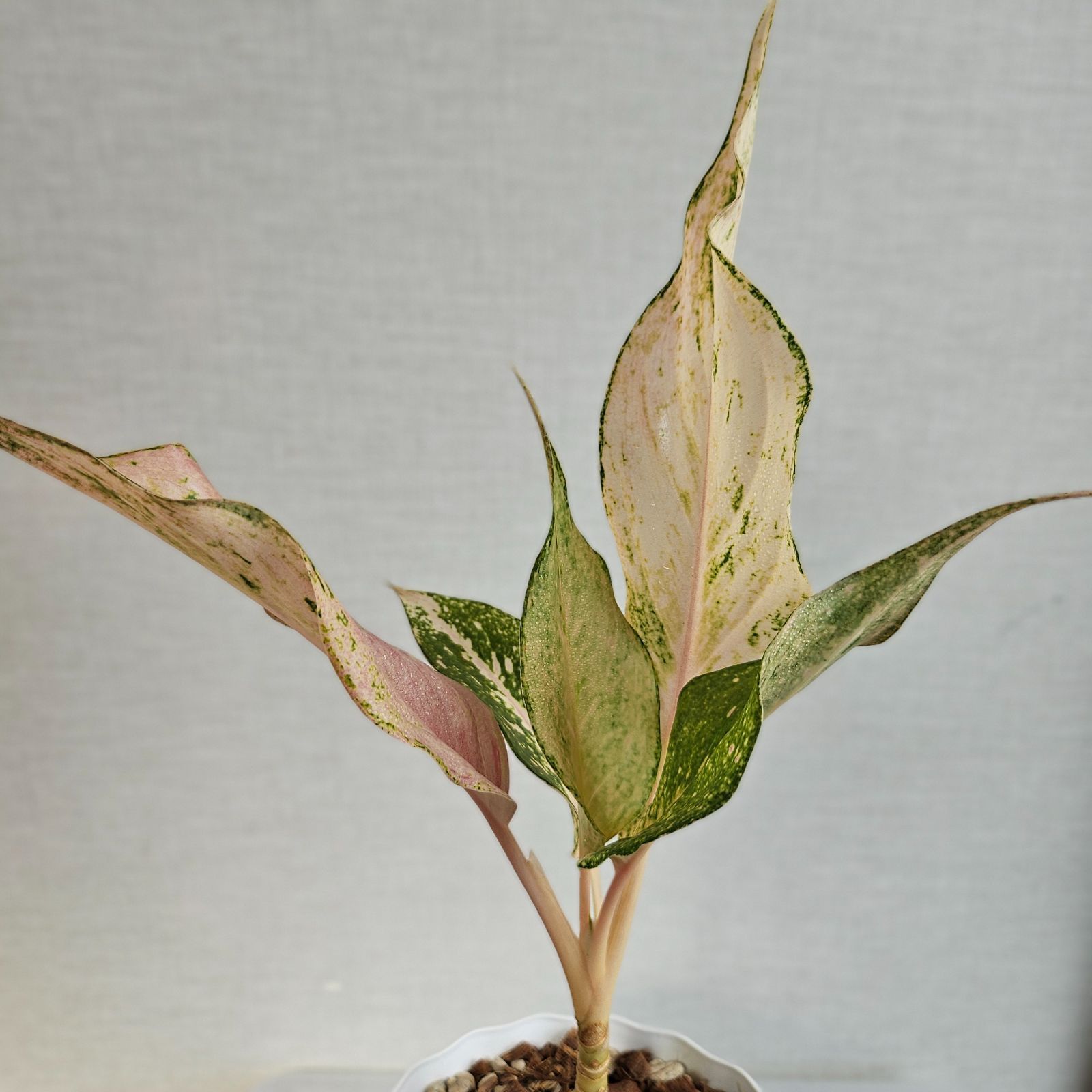 激レア　アグラオネマ　Aglaonema ゾリナ Zorina Aglaonema – Sparkling Sarah Chinese Evergreen – Ventura