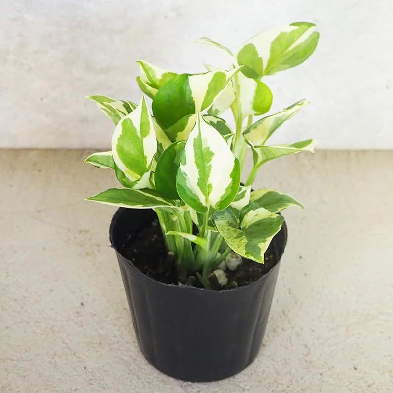 ＩＴＡＮＳＥ ポトス エンジョイ 3号 6個セット 品種で選べる観葉植物 学名 Epipremnum aureum N Joy サトイモ科エピプレムヌム属 非耐寒性常緑つる性多年草 原産地 ソロモン諸島 別名 ゴールデンポトス 黄金カズラ オウゴ