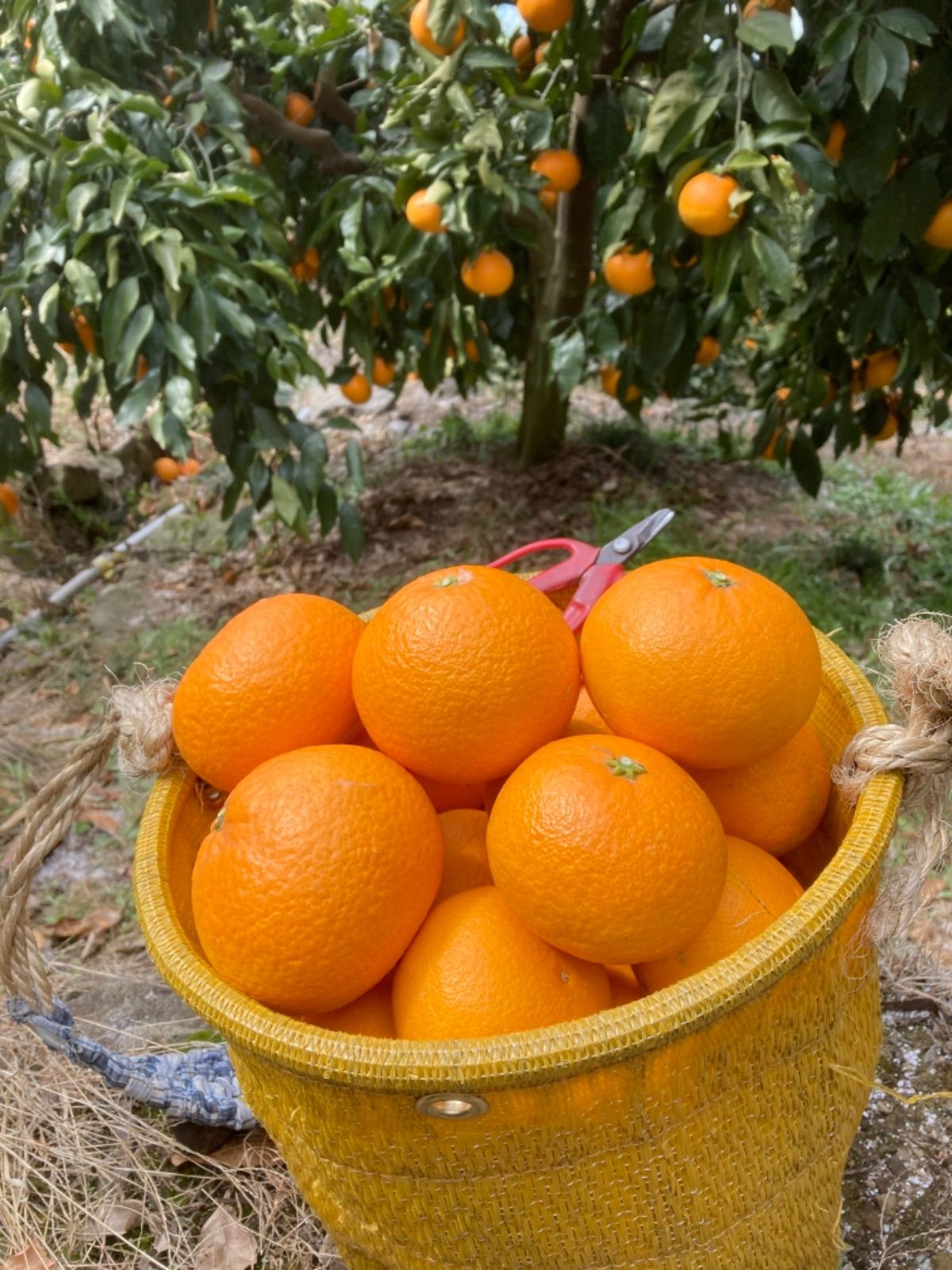 減農薬 清見オレンジ 20kg 和歌山 有田 みかん 家庭用 甘い 美味しい - メルカリ