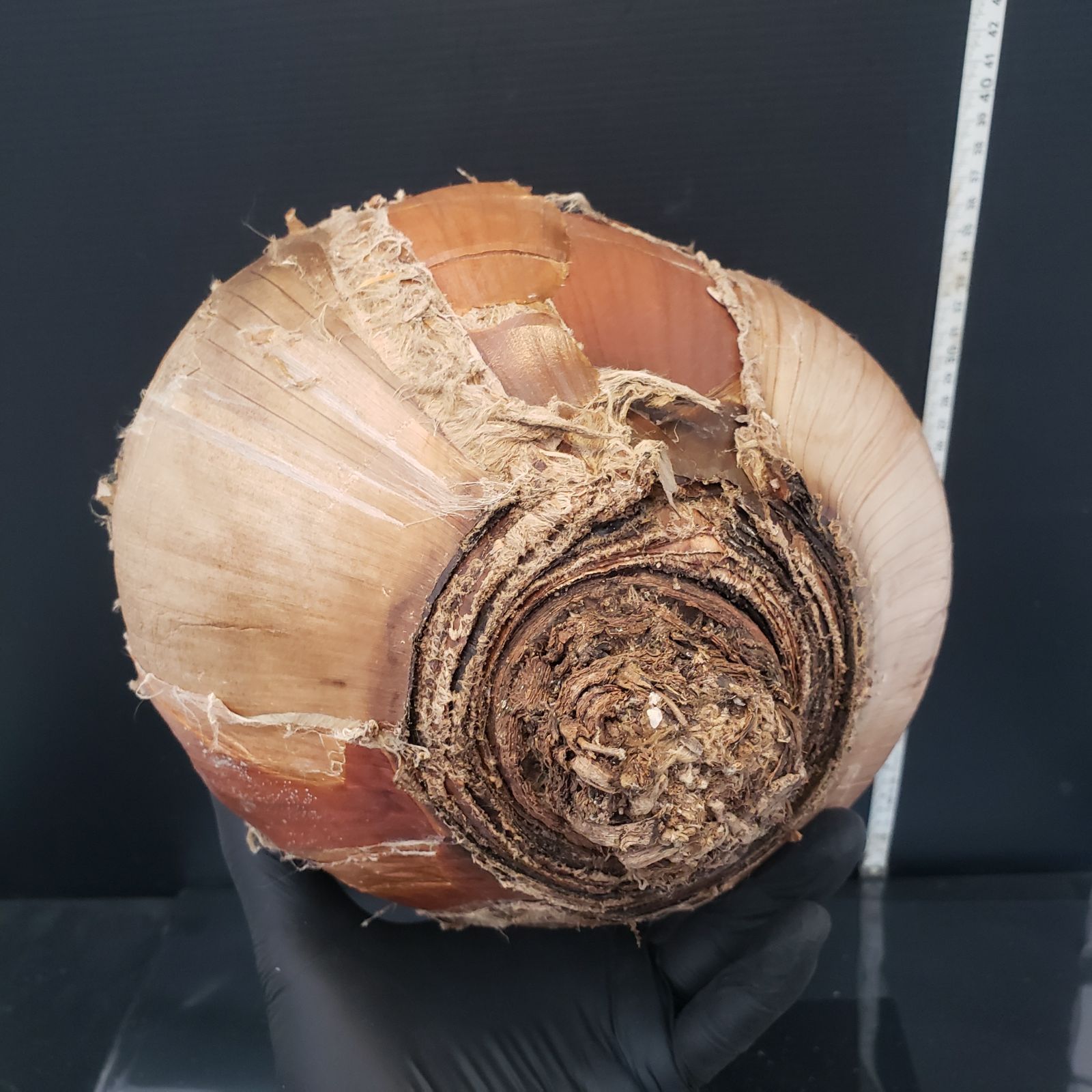 Z420 最新到着 Boophane ハエマンソイデス ML 現地球 抜き苗 球根植物 ブーファン ハエマンソイデス YUZUMIYA_COM