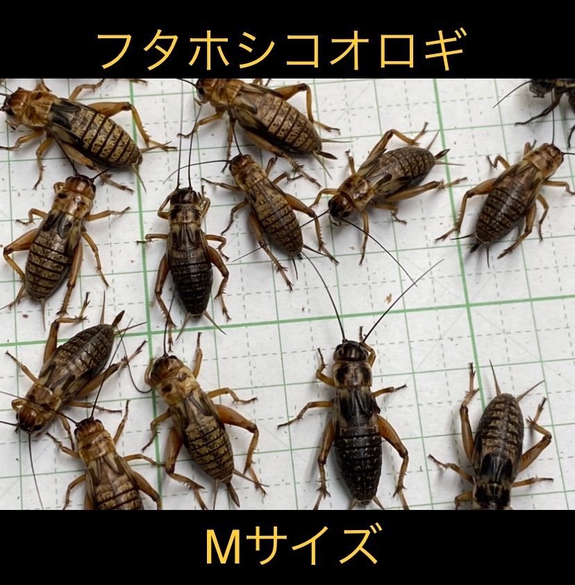 冷凍コオロギ