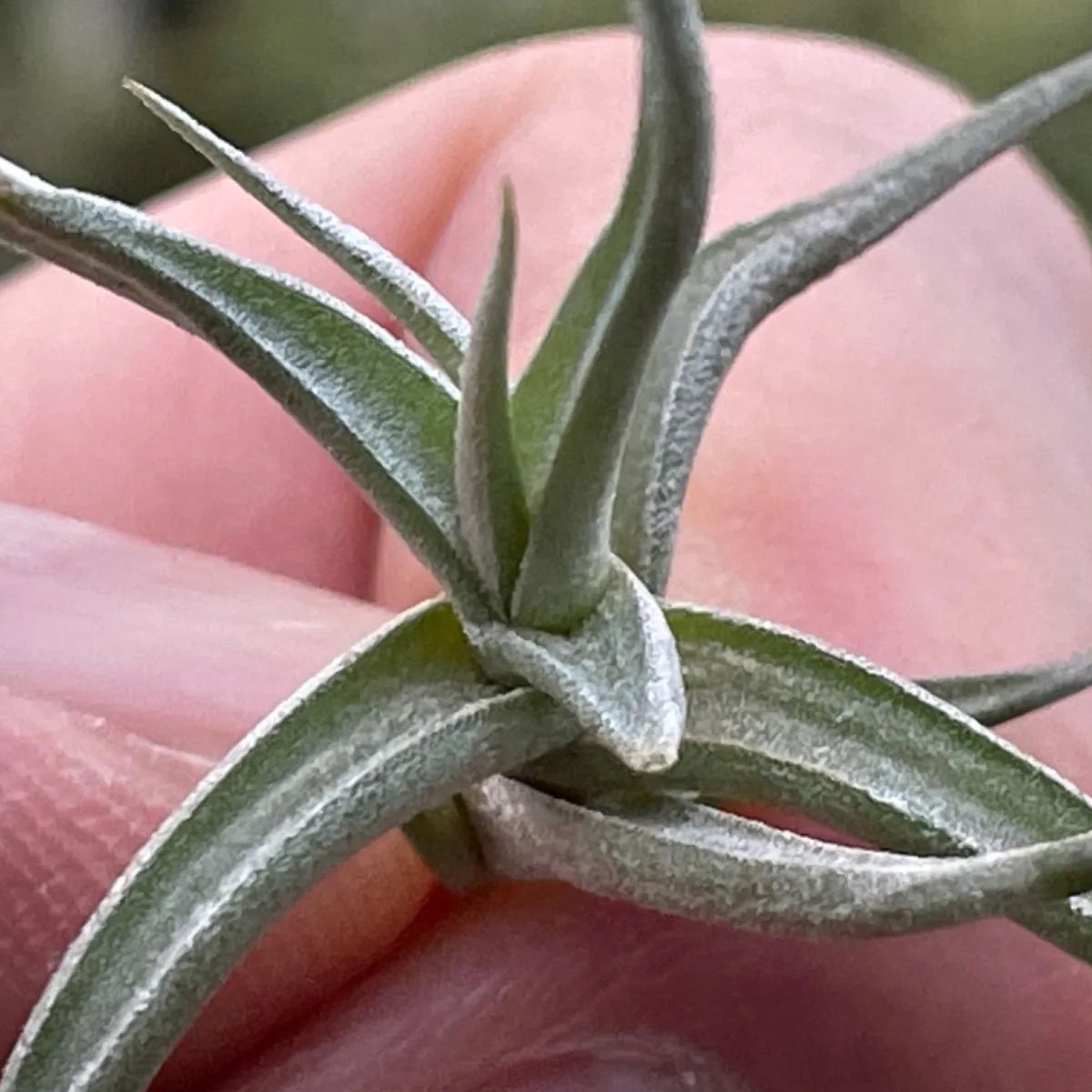 チランジア レクタングラ Tillandsia rectangula＊エアプランツ